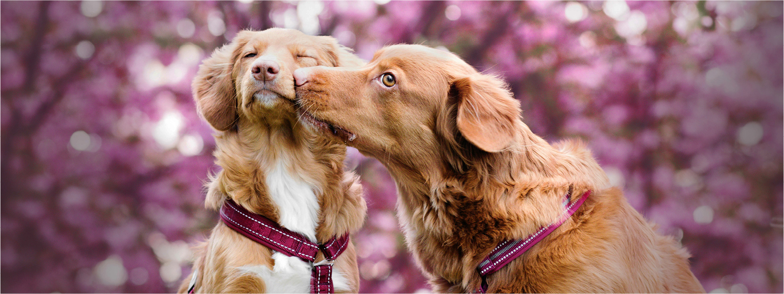 Zwei Hunde die miteinander schmusen