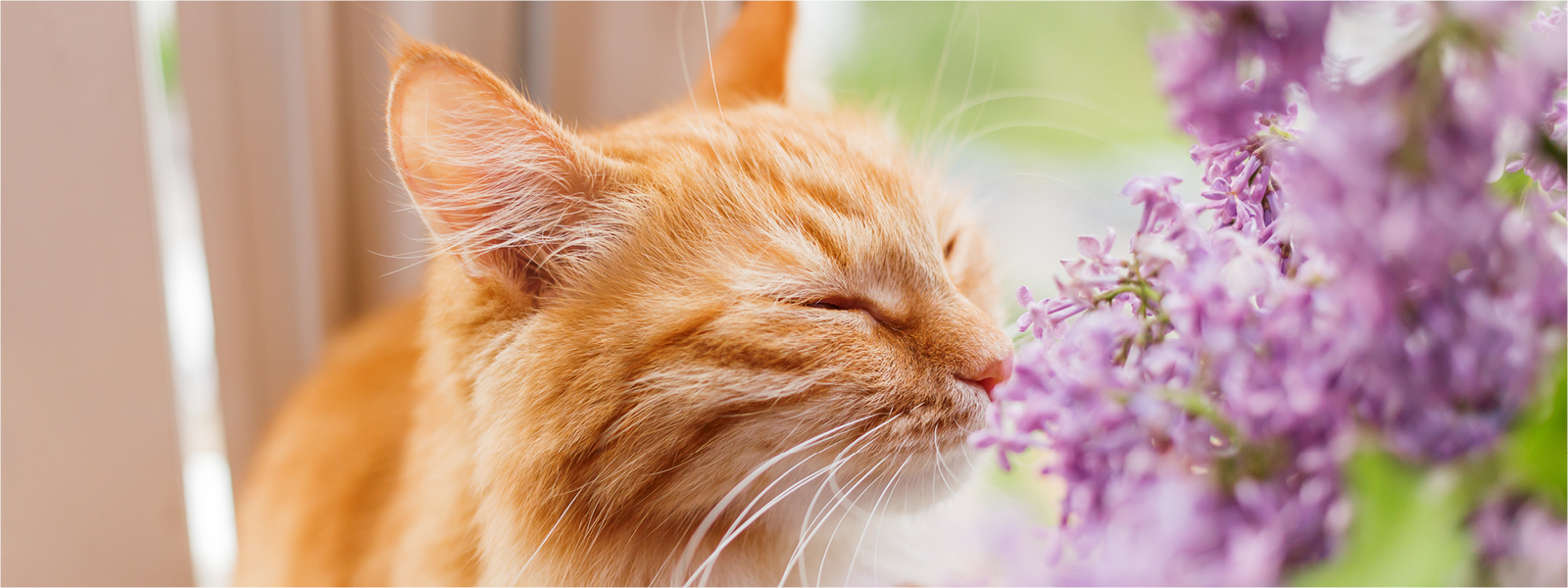 Eine Katze die an Blumen riecht