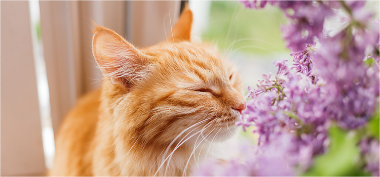 Eine Katze die an Blumen riecht