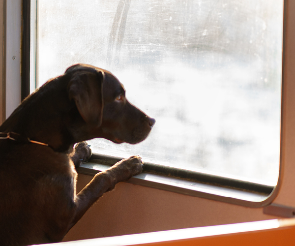 Ein Hund im Zug schaut aus dem Fenster