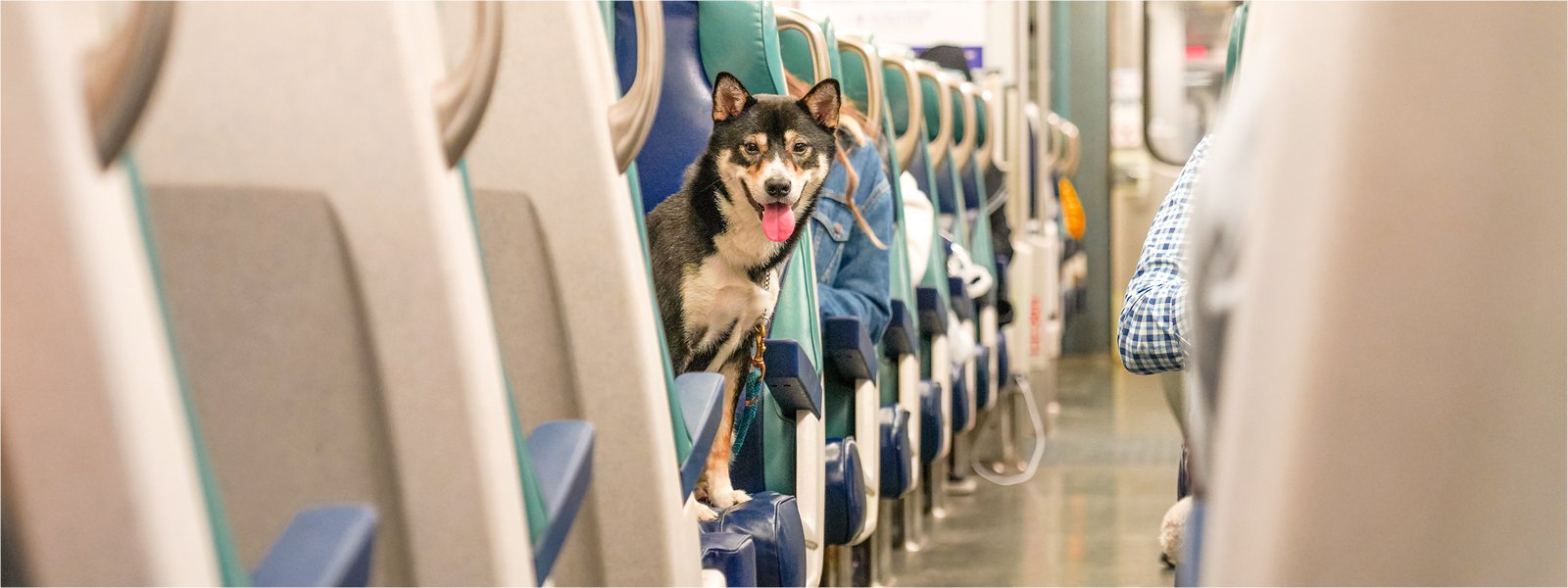 Ein Hund sitzt in einem Zug und streckt die Zunge raus