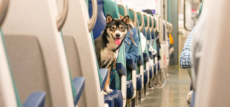Ein Hund sitzt in einem Zug und streckt die Zunge raus