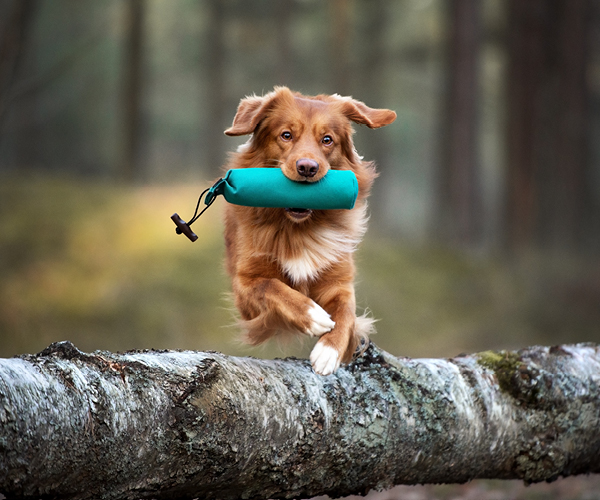 Ein aktiver Hund springt über einen Baumstamm