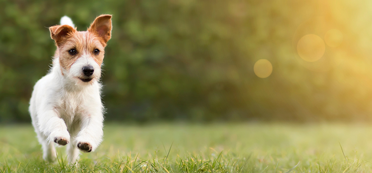Ein aktiver Hund läuft auf einer Wiese