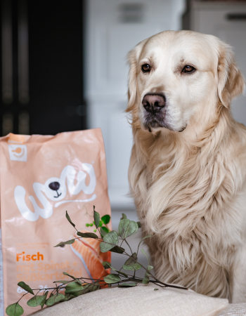 Hund liegt neben Trockenfuttersack