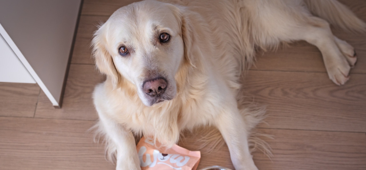 Hund liegt auf Parkett