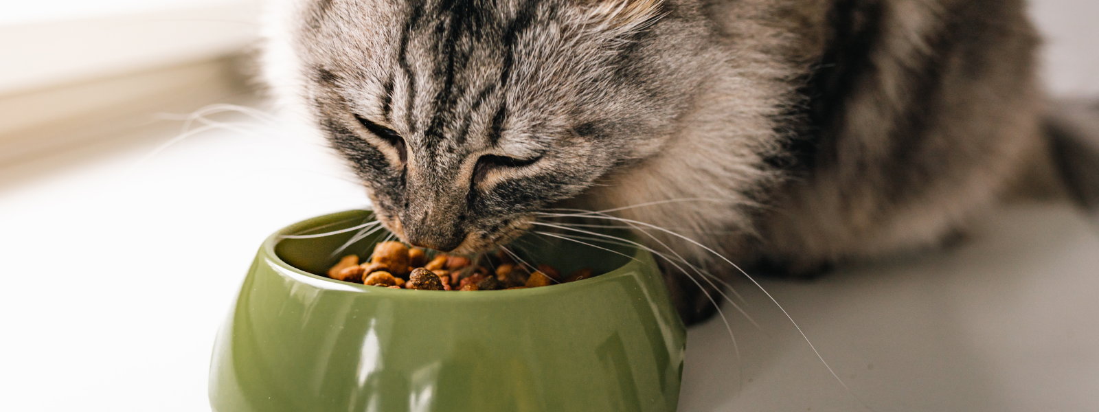 Katze frisst aus Futternapf