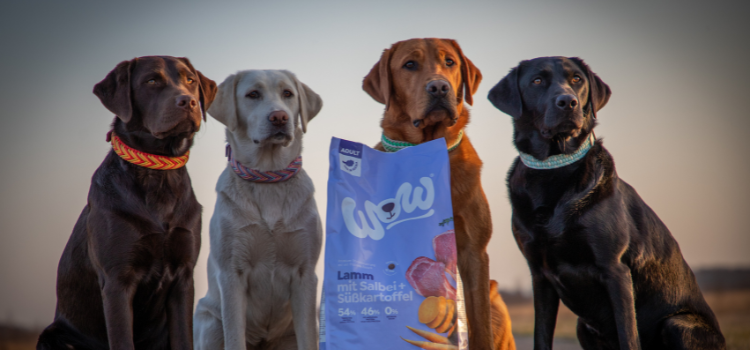 4 Hunde vor einer Packung Trockenfutter