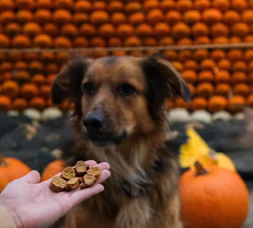 Hand mit Hundefutter wird einem Hund gereicht