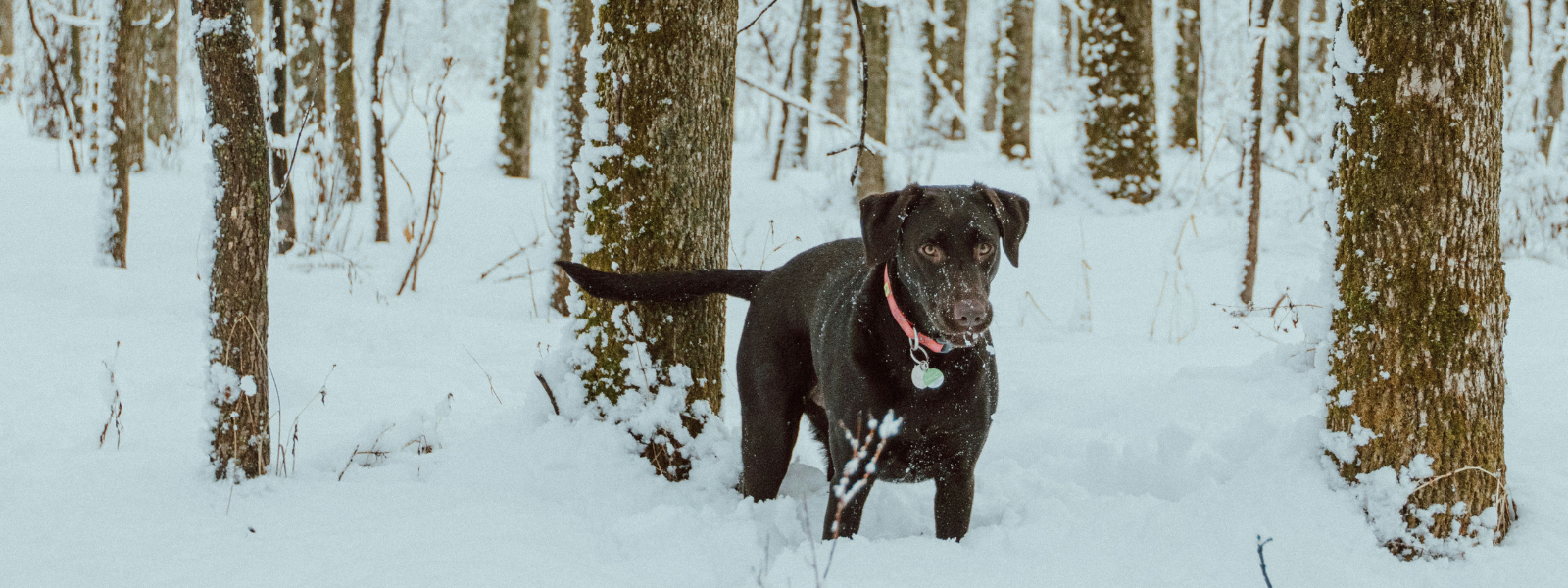 Hund steht im Schnee im Wald