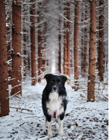 Hund steht im Winterwald 