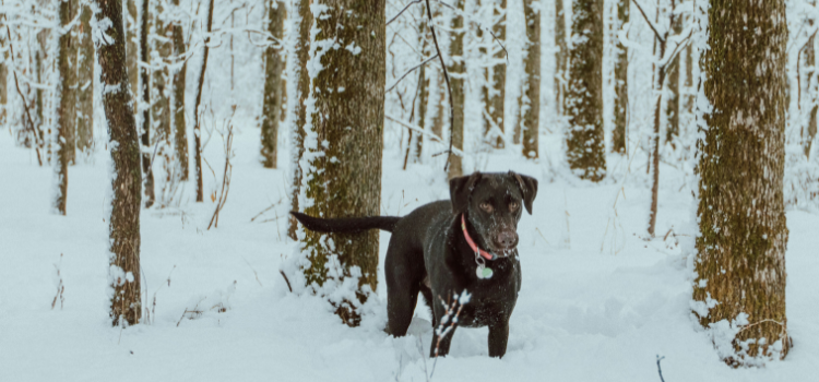 Hund steht im Schnee im Wald