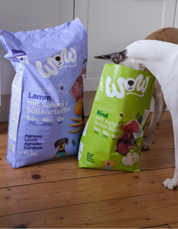 Hund steckt Kopf in Trockenfuttesack