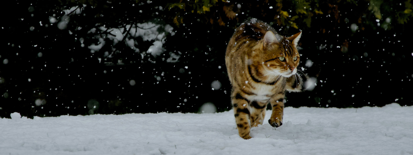 Katze stapft durch den Schnee