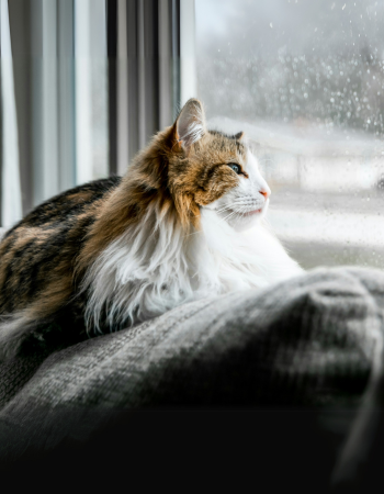 Katze schaut aus dem Fenster