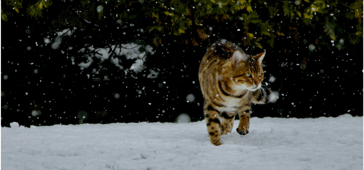 Katze stapft durch den Schnee