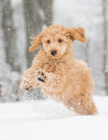 Hund läuft durch eine Winterlandschaft