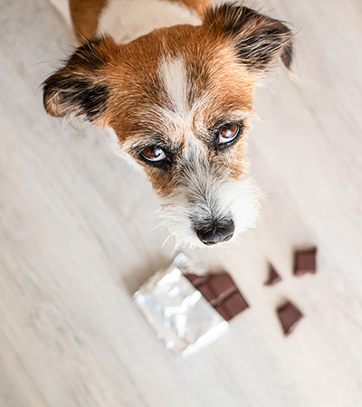 Hund isst Schockolade