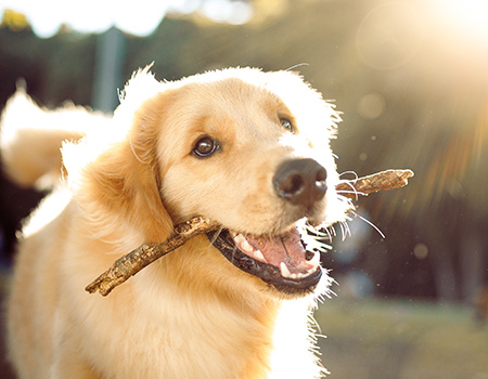 Ein Hund der von der Sonne angestrahlt wird und ein Stöckchen im Maul hat.
