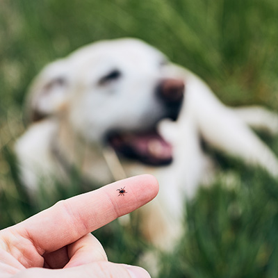Hund liegt auf einer Wiese mit einer Zecke 