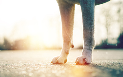 Pfoten von einem Hund die auf Asphalt stehen und sie Sonne scheint