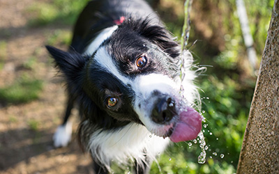 EIn Hund der etwas an einem Brunnen trinkt