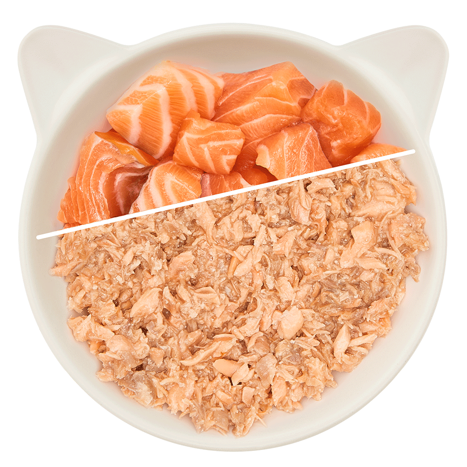 Pure salmon fillet
