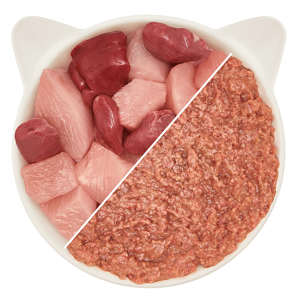 Adulte poulet pur